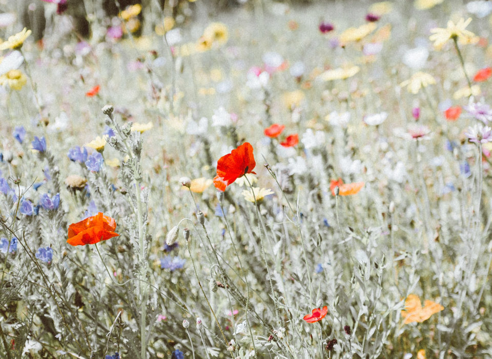 Les coquelicots