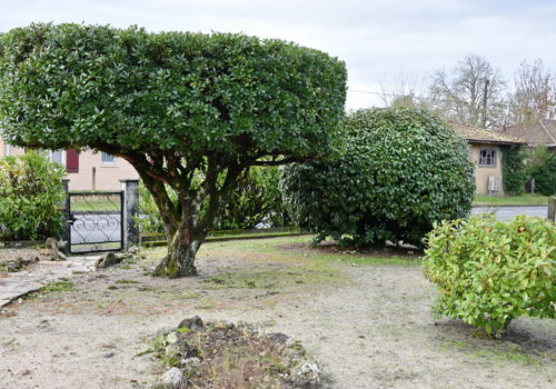 Entretien des arbres par Atout Vert