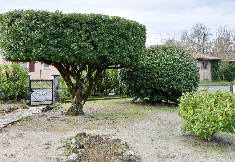 Entretien des arbres par Atout Vert