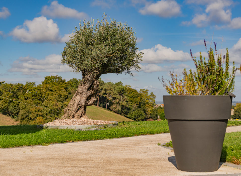 L’olivier et le grand pot